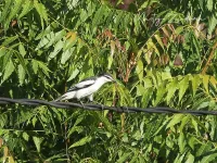 Rupsvogels [Campephagidae]
